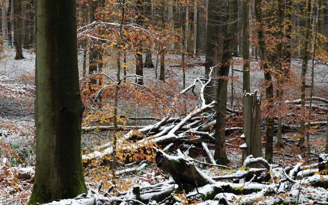 Frederic Demeuse Photography-Primary Forest-autumn-4