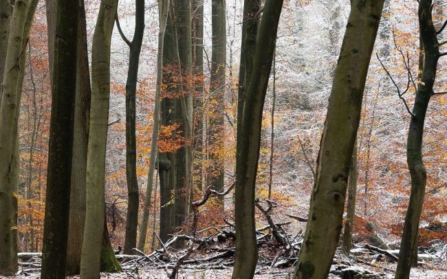 Frederic Demeuse Photography-Primary Forest-autumn-8