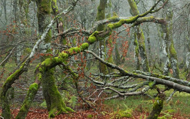 Frederic Demeuse Photography-Primary Forest-misty-forest-November