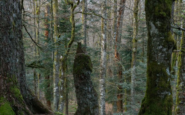 Frederic Demeuse Photography-Primary Forest-old-forest-spring