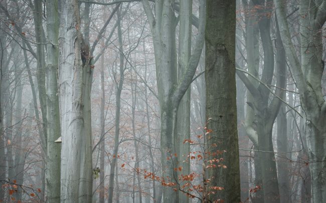 Frederic Demeuse Photography-Sonian Forest-wildlife-Winter squirrel