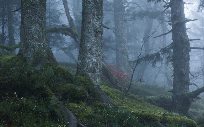 Frédéric-Demeuse-photography-Forgotten palces-primary-forest-Silver firs