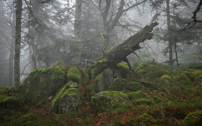 Frédéric-Demeuse-primary-forest-photography-Forgotten Places