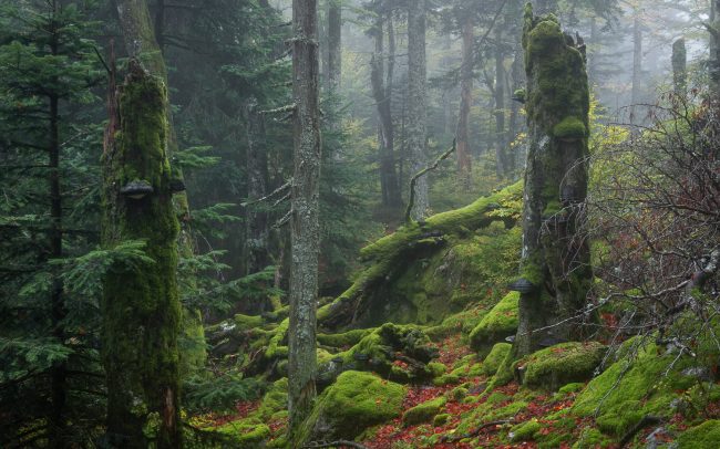 Frederic Demeuse photography-primary forest-Romania-autumn