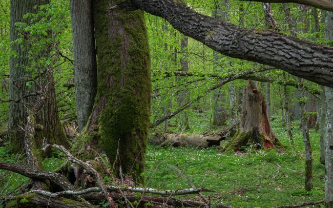 Frédéric-Demeuse-Bialowieza-Forest-Unesco-Pogorzelce nature reserve