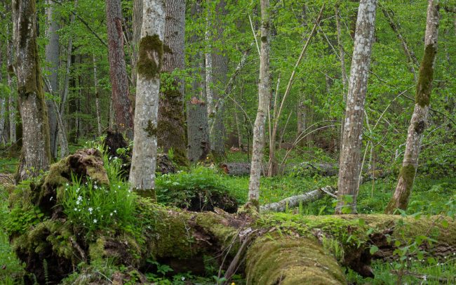 Frederic Demeuse Photography-Forgotten Places-Bialowieza Forest