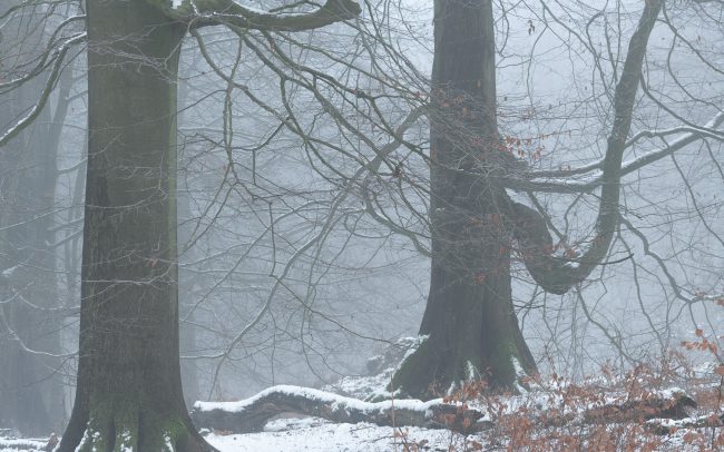 Frederic Demeuse Photography-winter beech-Sonian Forest-14