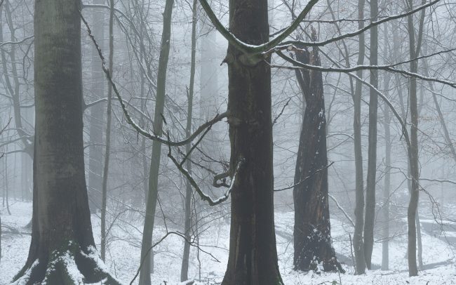 Frederic Demeuse Photography-winter beech-Sonian Forest-16