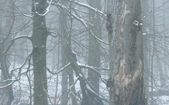 Frederic Demeuse Photography-winter beech-Sonian Forest-18