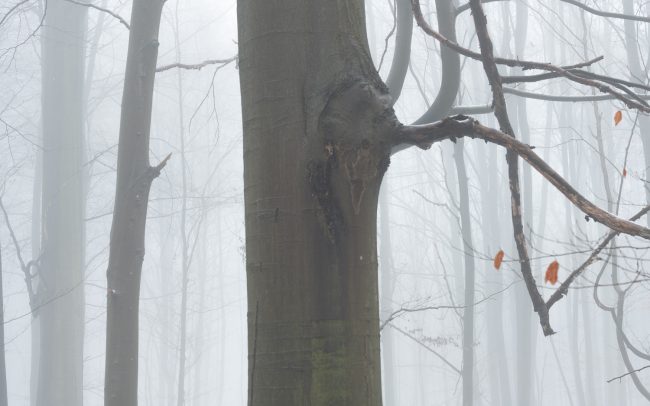 Frederic Demeuse Photography-winter beech-Sonian Forest-2