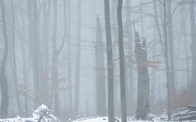 Frederic Demeuse Photography-winter beech-Sonian Forest-23