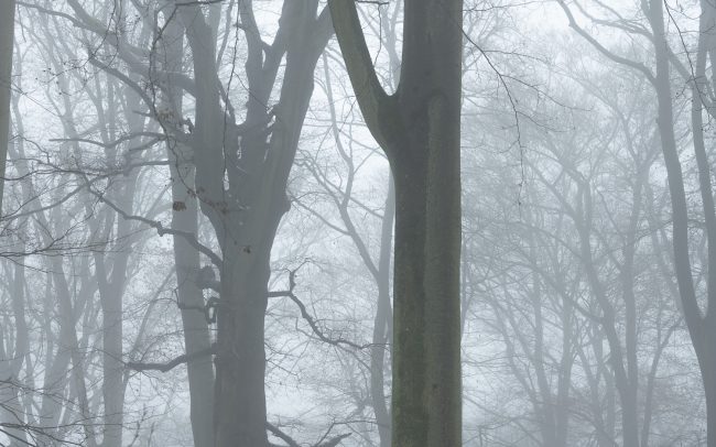 Frederic Demeuse Photography-winter beech-Sonian Forest-7