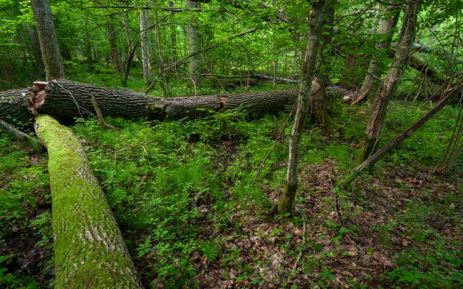 Frederic Demeuse Photography-Bialowieza Forest-2