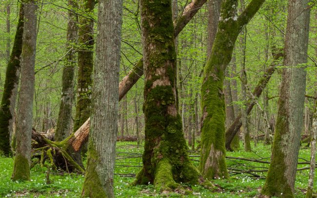 Frederic Demeuse Photography-Bialowieza Forest-4