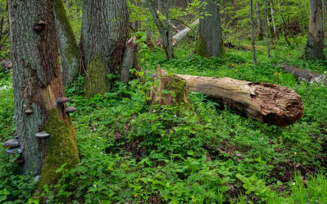 Frédéric Demeuse Photography Bialowieza Forest-spring