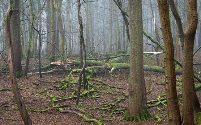 Frederic Demeuse Photography-forest-12