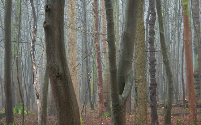 Frederic Demeuse Photography-forest-5