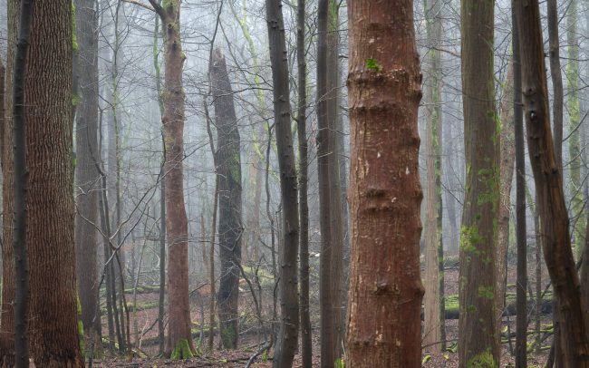 Frederic Demeuse Photography-forest-8