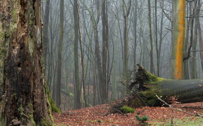 Frederic Demeuse Photography-forest-Unesco