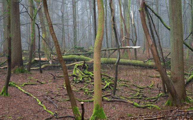 Frederic Demeuse Photography-forest-primary