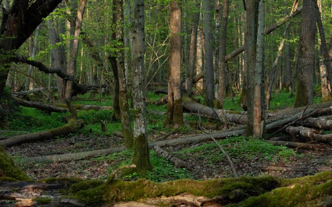 Frederic Demeuse Photography-forest-primary-Bialowieza Forest