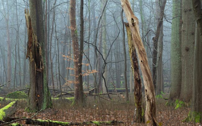 Frederic Demeuse Photography-forest-primary-Hoh Rainforest-2