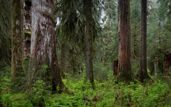 Frederic Demeuse Photography-forest-primary-Hoh Rainforest