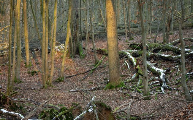 Frederic Demeuse Photography-Primary Forest-12