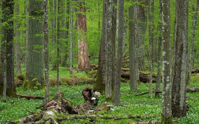 Frederic Demeuse Photography-Primary Forest-Bialowieza