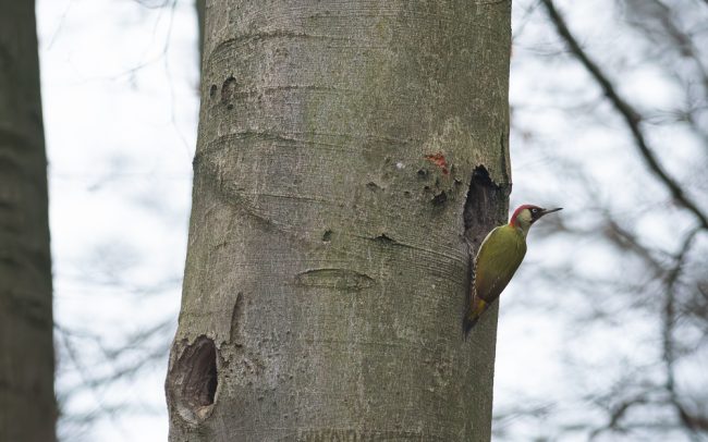 Frederic Demeuse Photography-Primary Forest-Green Woodpecker male