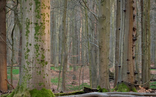 Frederic Demeuse Photography-Sonian Forest